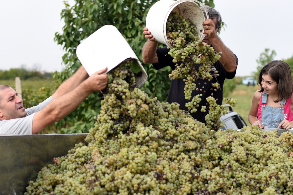 Harvesting grapes for wine in Georgia last month. Photo: AFP