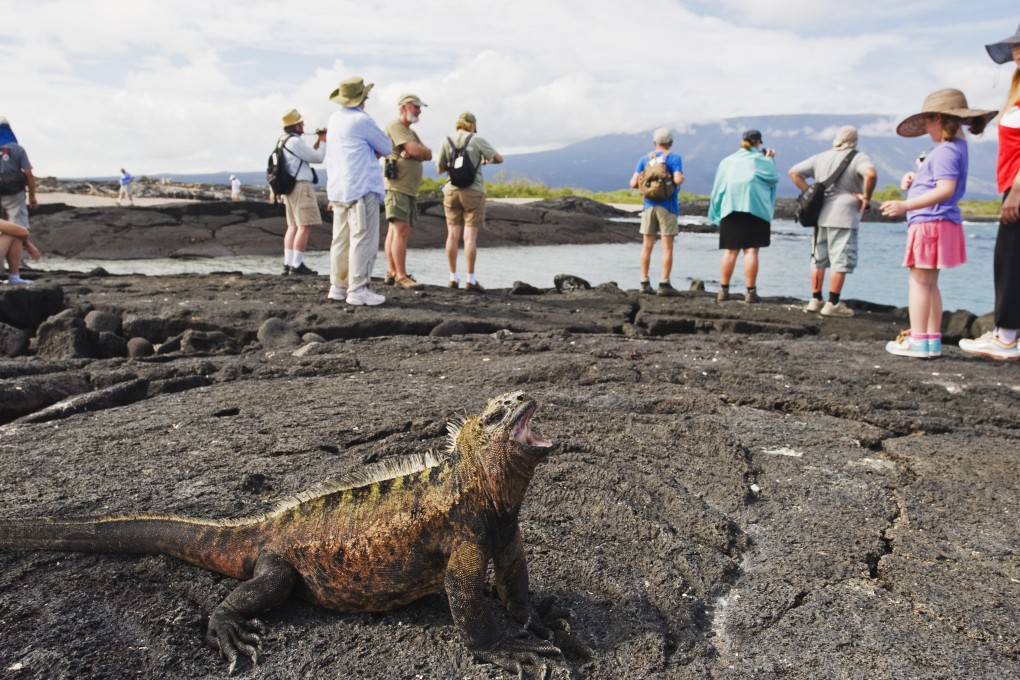 Some animals, such as iguanas (like this one in Ecuador), exposed to tourists produce fewer stress hormones. Photos: Corbis