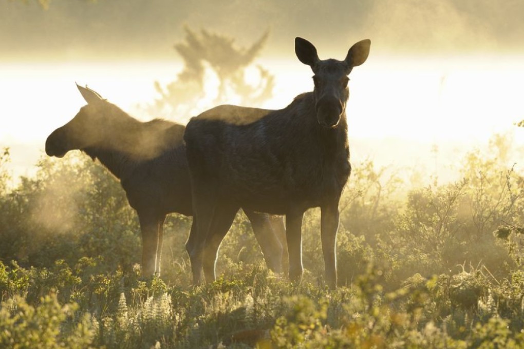 A moose in the wildlife reserve. Photo: Nils Zatterstrom