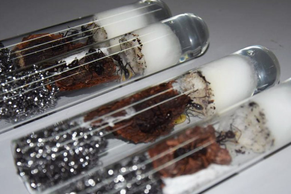 The intercepted parcel contained some 400 live ants, about 2cm long, packed in individual test tubes. Photo: China.news