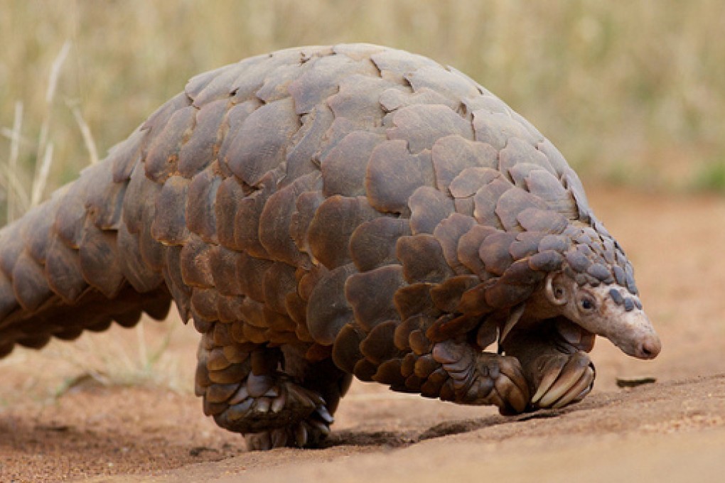 Pangolin's meat is considered a delicacy in China and its scales are thought by some to have medicinal properties. Photo: SCMP Pictures