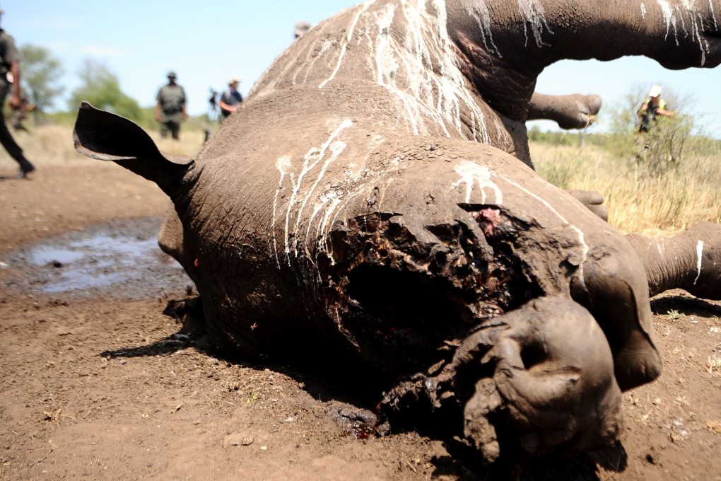 A rhino killed by poachers in Kruger National Park, South Africa. Photo: AFP