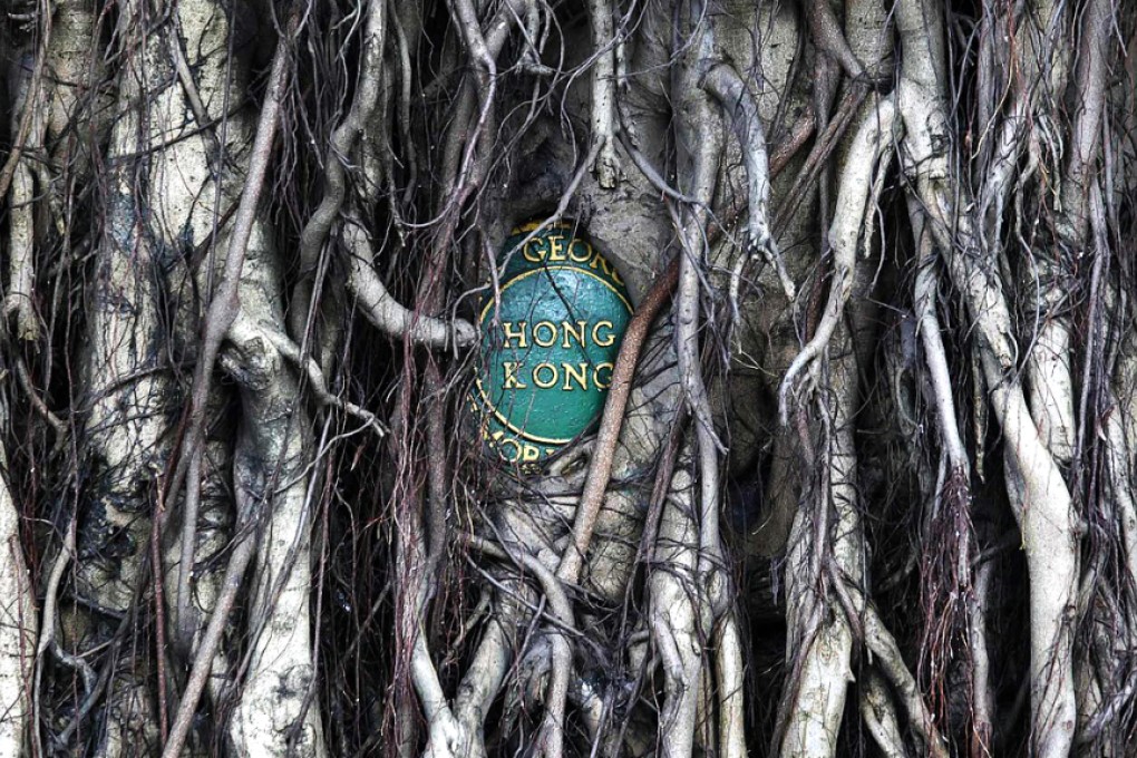 Trees like this could be handled in a new way. Photo: Reuters