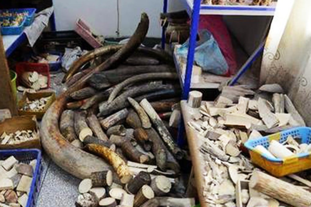 Some of the ivory confiscated by Chinese police following a raid on a factory in Fujian province. Photo: Xinhua