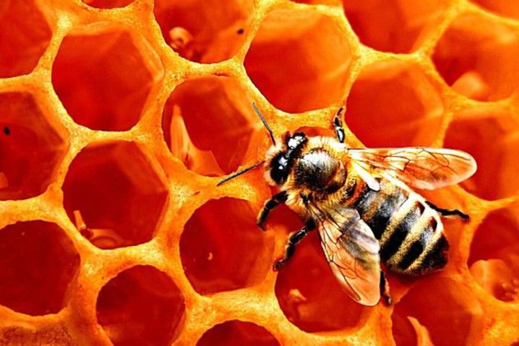 The girl consumed propolis, which comes from bees. They collect the resin from trees and flowers and use it to make honeycombs. Photo: SCMP Pictures