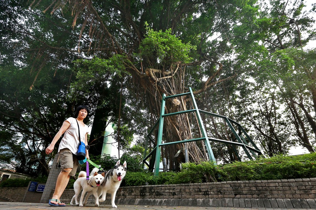 Chinese banyan trees are a common sight in urban Hong Kong.