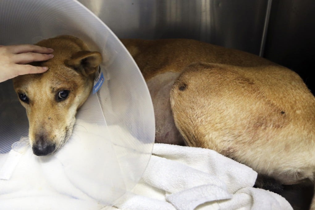 Big Ear was found in Wong Tai Sin and received surgery at a nearby volunteer clinic. Photo: Felix Wong