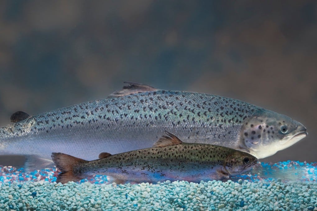 An AquaBounty genetically modified salmon (rear) with an unmodified salmon of the same age. Photo: AquaBounty