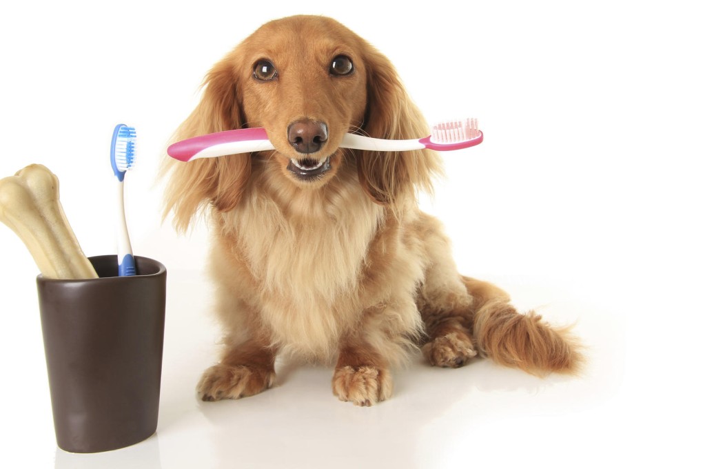 Most pet owners don't brush their dog's teeth.