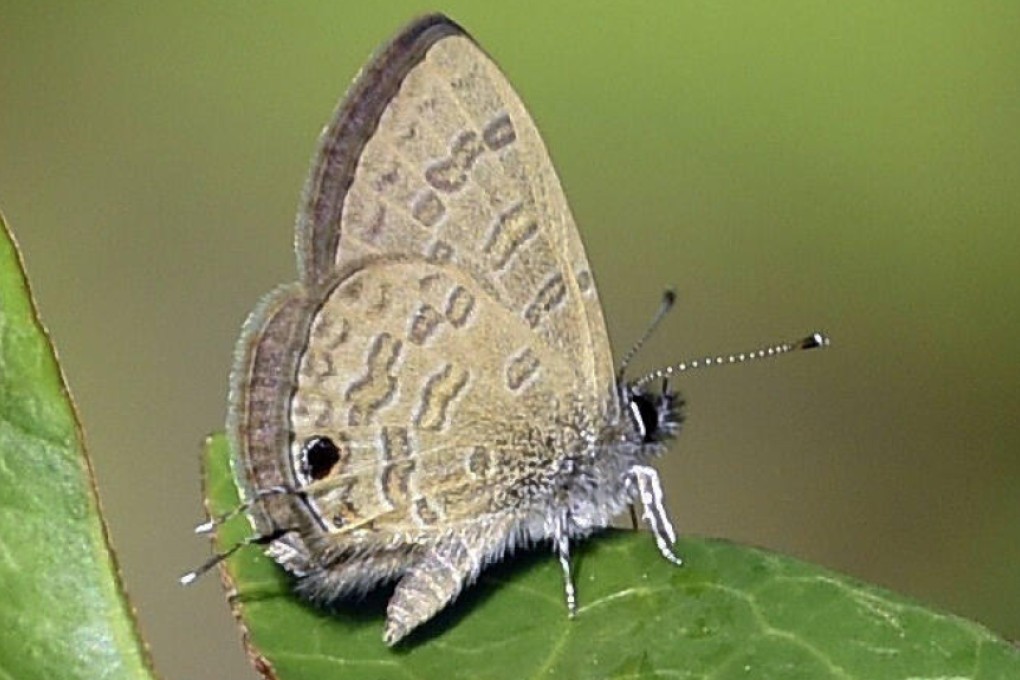 Butterfly species Prosotas nora which was spotted for the first time in Hong Kong. Photo: Poon Chiu-jor