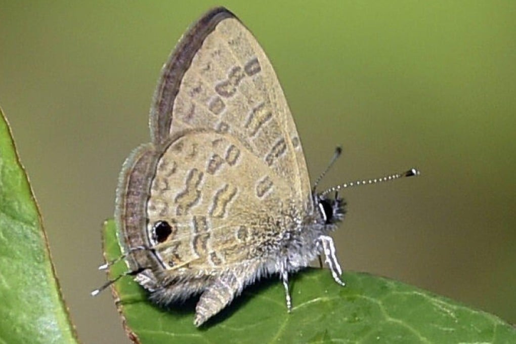 Butterfly species Prosotas nora which was spotted for the first time in Hong Kong. Photo: Poon Chiu-jor