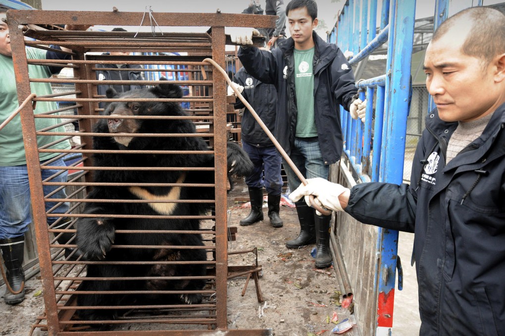 A moon bear is rescued from a farm in Chengdu, Sichuan province. Photo: AFP