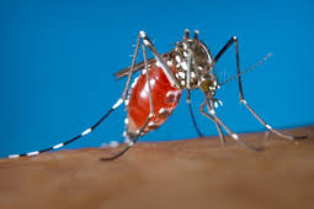 The Aedes mosquito is a carrier of both the Zika virus and the more-prevalent dengue virus. Photo: US CDC