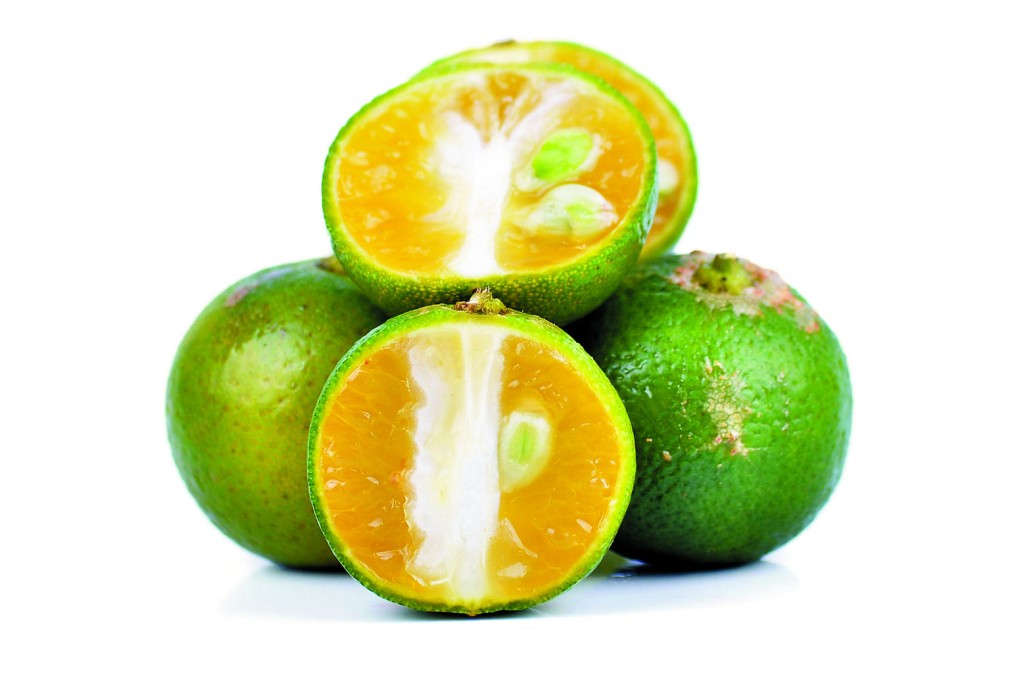 Calamansi packs a punch - in seafood, with meat or as a refreshing juice