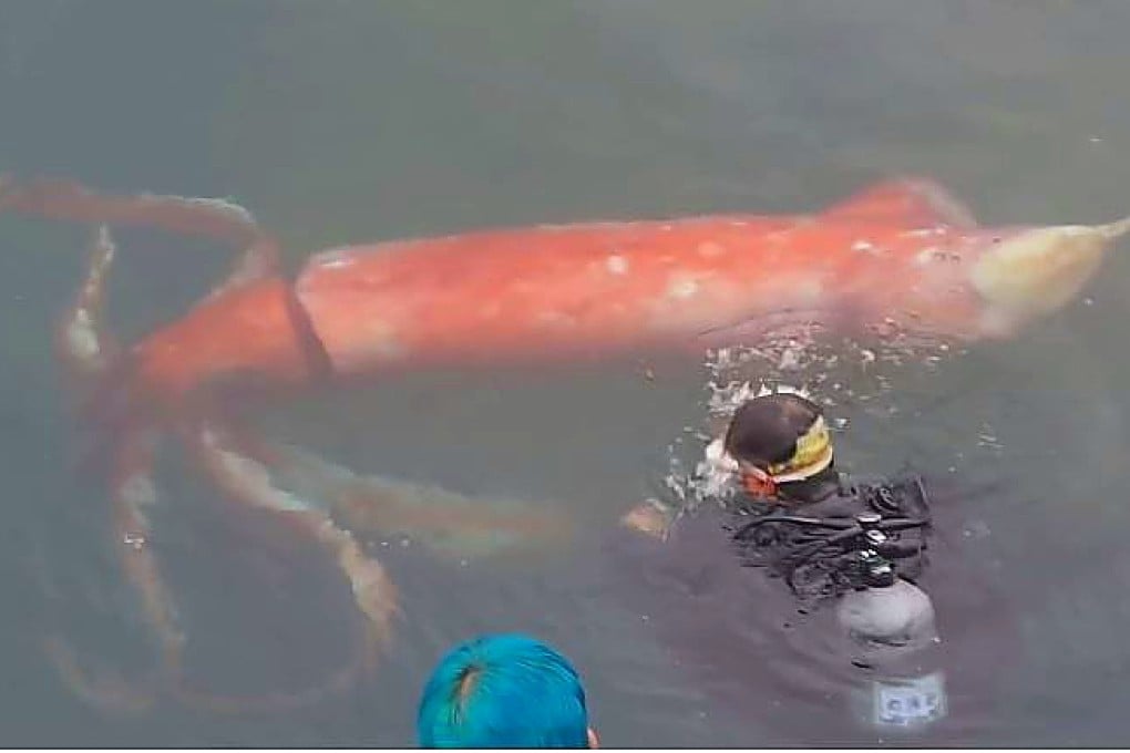 Diver Akinobu Kimura swims with a giant squid on Thursday alongside a dock on Toyama Bay, central Japan, in video footage filmed by an onlooker. Photo: YouTube