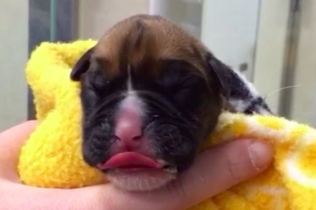 One of the two puppies cloned from Dylan the boxer. Photo: Twitter/@weloveddylan