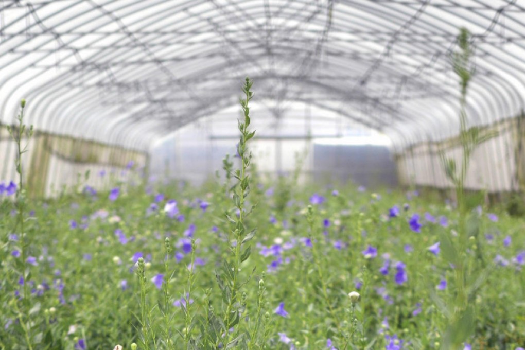 The BIOFarm in Shanghai. Photos: Casey Hall; AFP