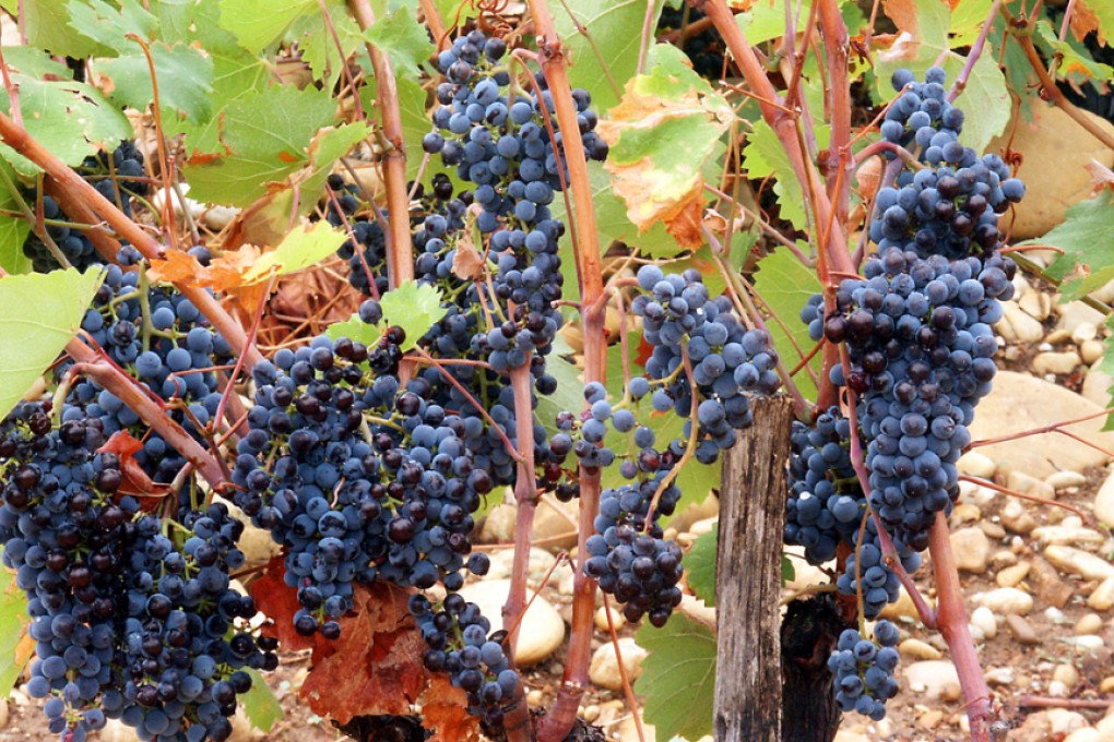 The dominant grape in Châteauneuf-du-Pape is grenache, to which may be added a dozen other varieties, principal among them syrah and mourvedre.