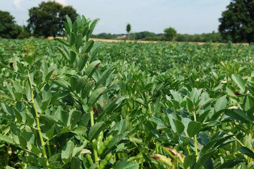 The broad bean, or Sichuan bean, is one of the pulses grown in China.