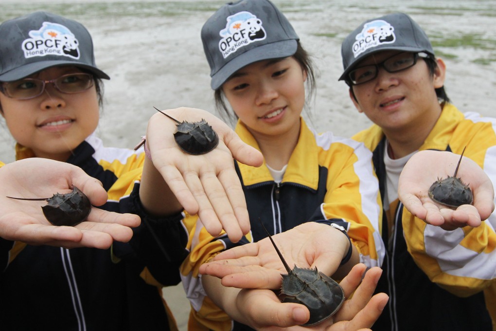 Horseshoe crab numbers have plummeted by an estimated 90 per cent in the past four years in waters around Hong Kong.