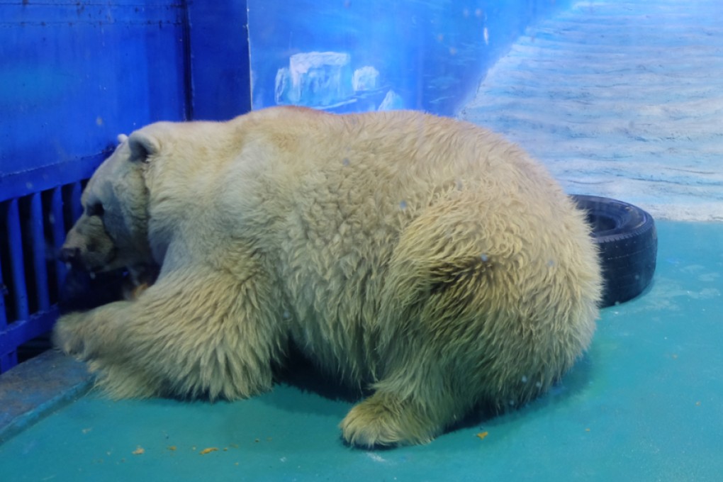 An indoor marine world built inside a shopping mall in Guangzhou's central business district, boasting of rare species such as polar bears and beluga whales, has opened, stirring controversy about the way it keeps its animals. Photo: Gloria Chan