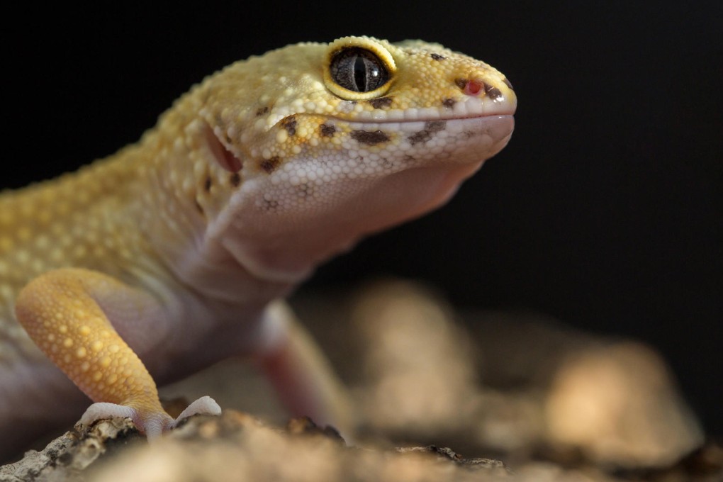A leopard gecko is an ideal pet for first-time reptile owners. Photos: Thinkstock