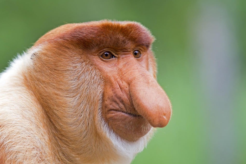 A male proboscis monkey. Photos: Corbis.