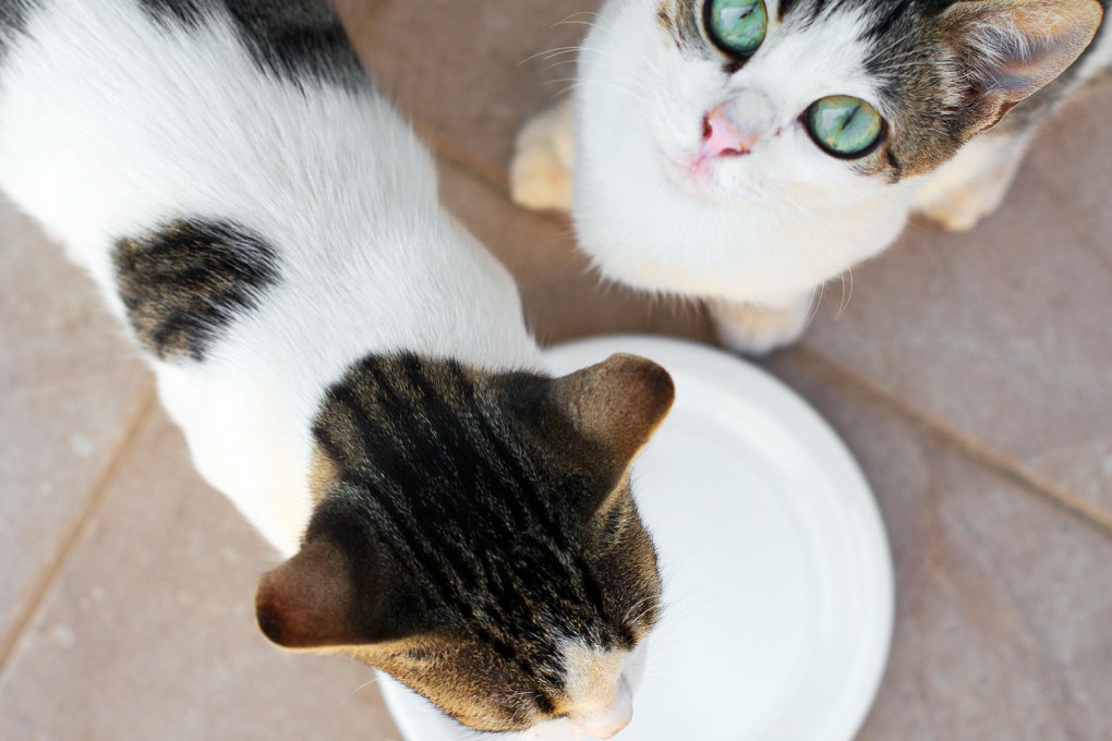 Excessive drinking can be caused by a hormonal imbalance, organ problems or behavioural issues. Photos: Thinkstock