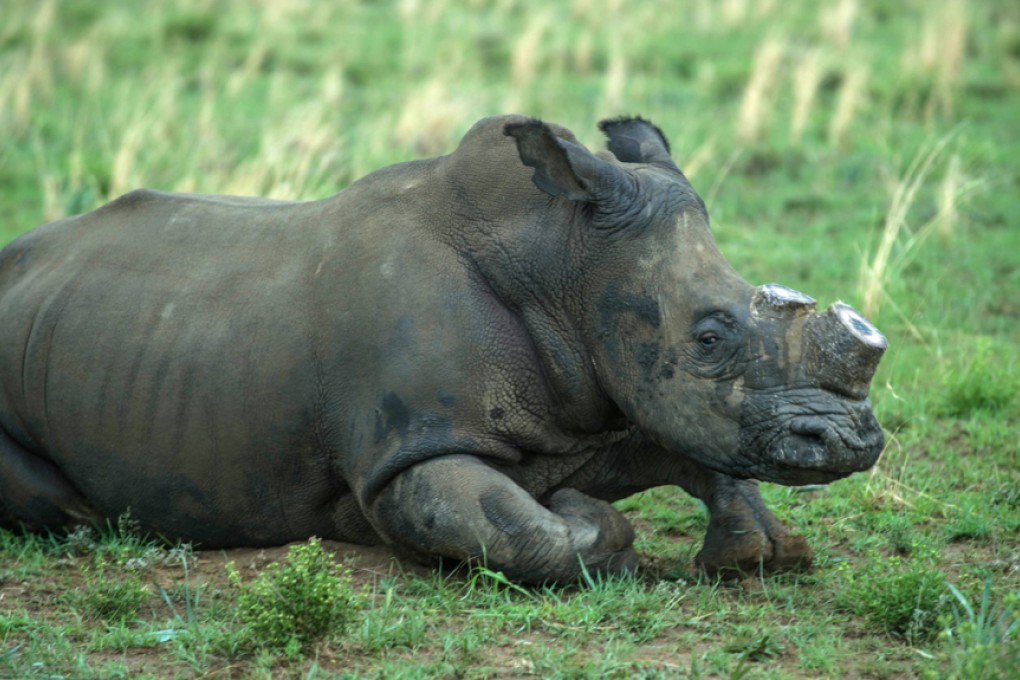 A rhino at John Hume’s ranch in Klerksdorp, South Africa. The breeder, who dehorns all of the 1,000 rhinos on his property, wants the trade in the animal’s horn legalised. Photos: AFP