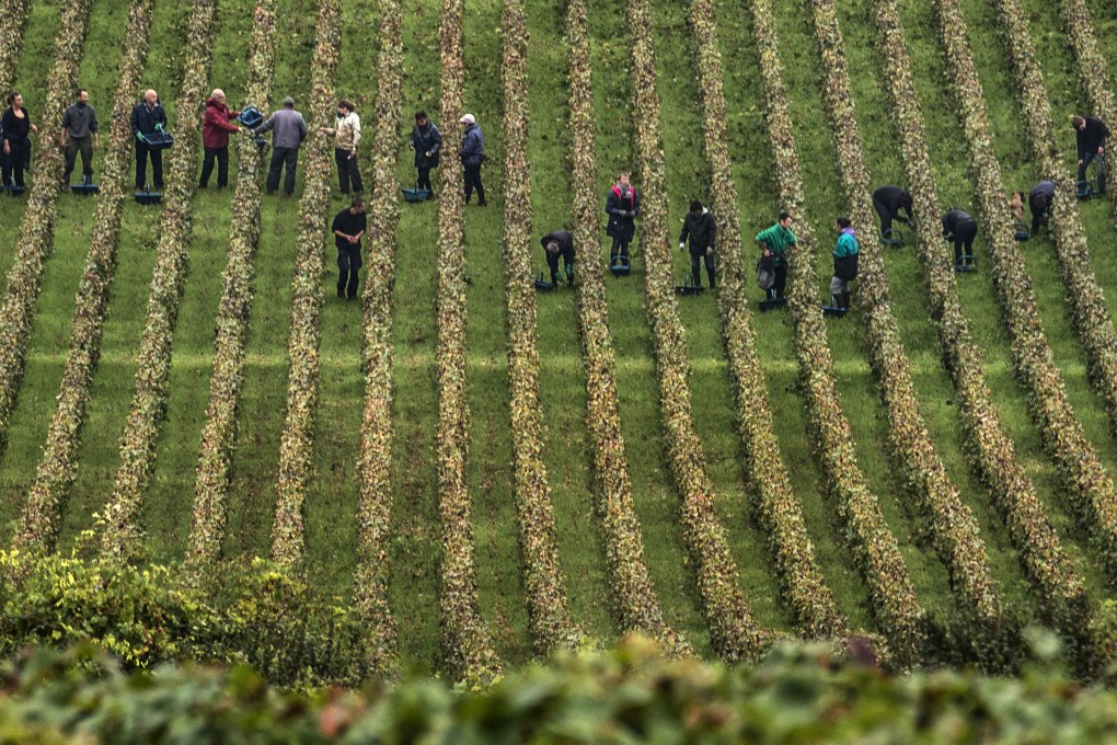 Chablis' soil and cool climate produce chardonnays that are dry with a crisp acidity.