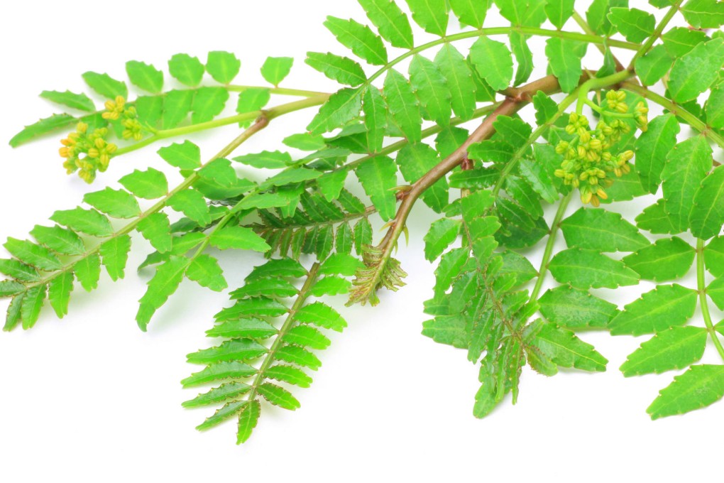 Meet sansho, Sichuan peppercorn's Japanese cousin