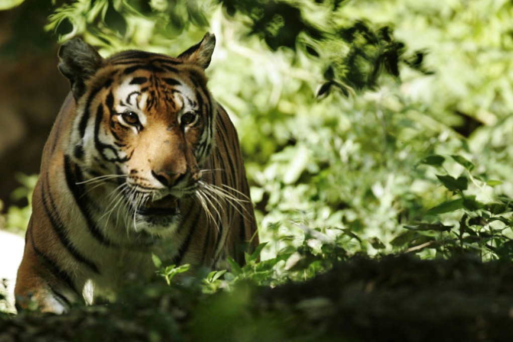 A South China tiger is seen at the Shanghai Zoo. Hunting and deforestation have driven China's tigers close to extinction. Photo: Reuters