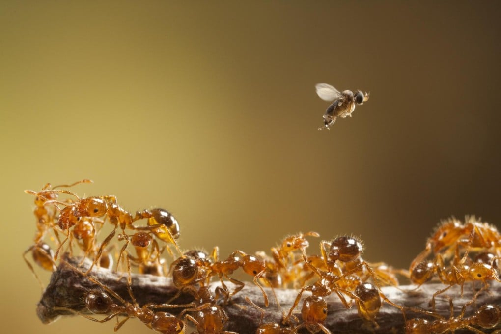 The phorid fly injects its egg into the shoulder of the red fire ant. As the larva grows, it takes over the insect's instincts before decapitating it and being "born" through its mouth.