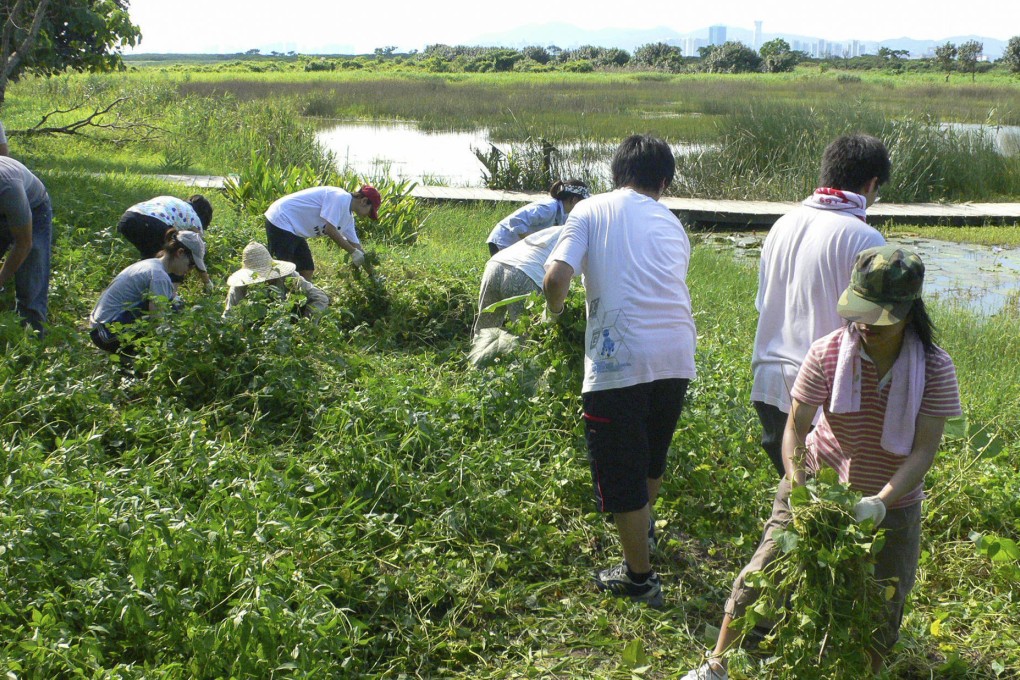 WWF volunteers clear Mikania from the Mai Po wetlands. Photo: WWF Hong Kong