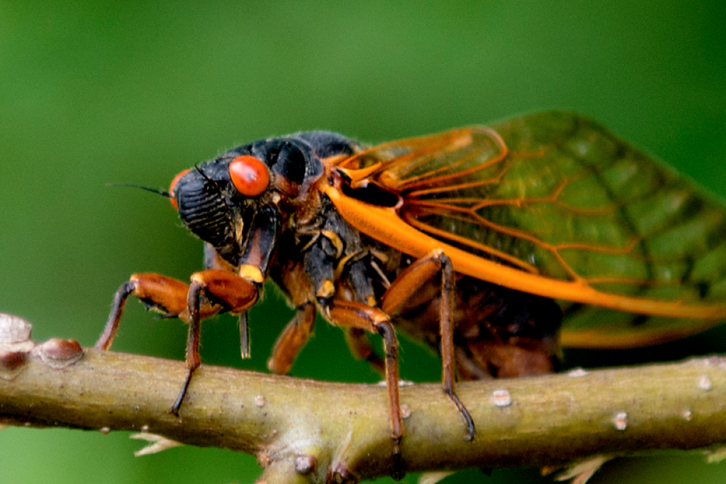 Scientists believe the Cicadas' long hibernation and mass emergence might be an evolutionary tool to prevent birds and other predators from making too big a dent in the population.  
Photo: tvnewsbadge