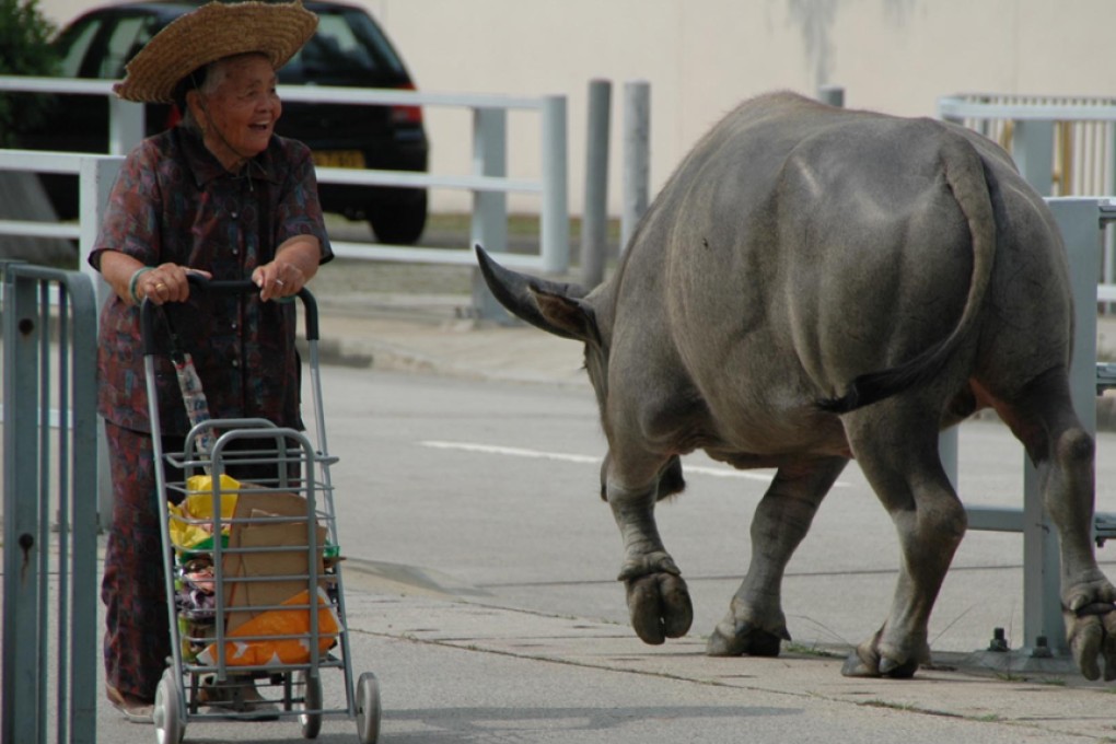 A feral buffalo roams Mui Wo on Lantau. Photo: Steven Knipp