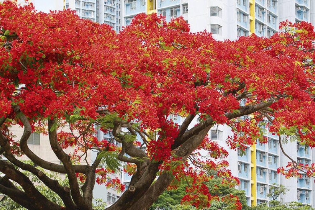 The red blossoms of the flame of the forest tree have brought a springtime burst of colour to Hong Kong's roadsides since 1908.