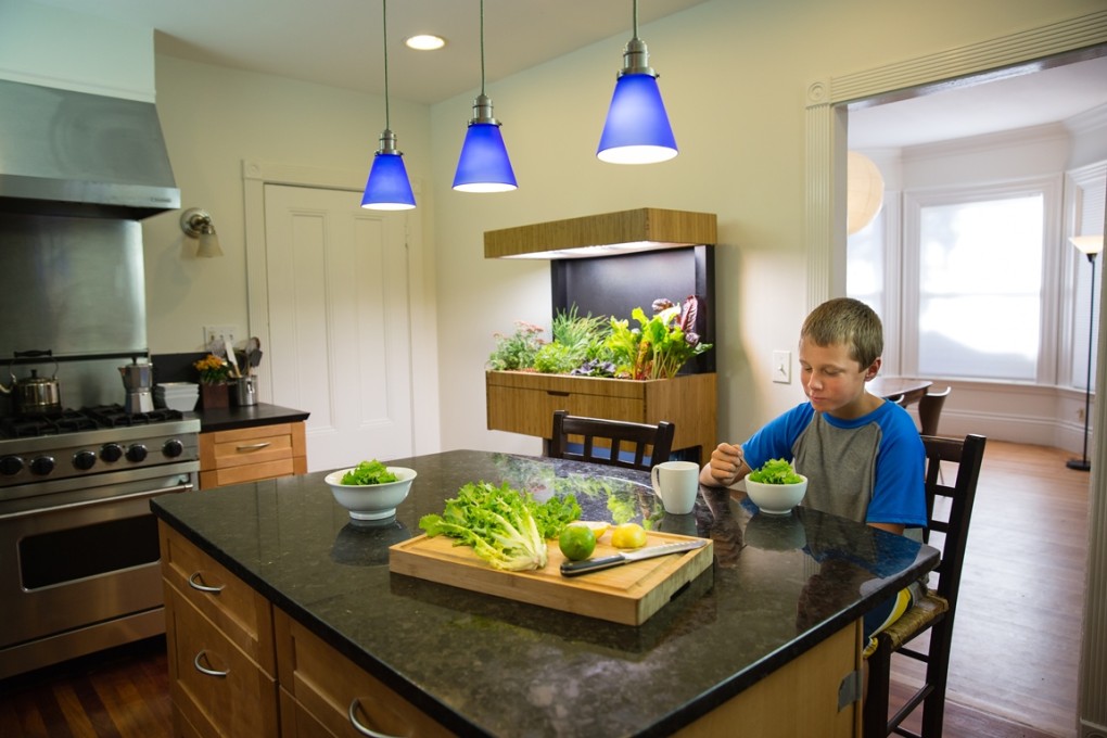 The Grove Ecosystem uses fish and plants to grow produce in a natural process