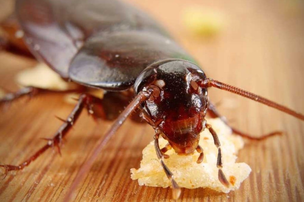 Scientists say cockroaches may take flight in extreme heat because they may be on the move to find a cooler, more comfortable place in to live. Credit: Barnaby Chambers/Shutterstock