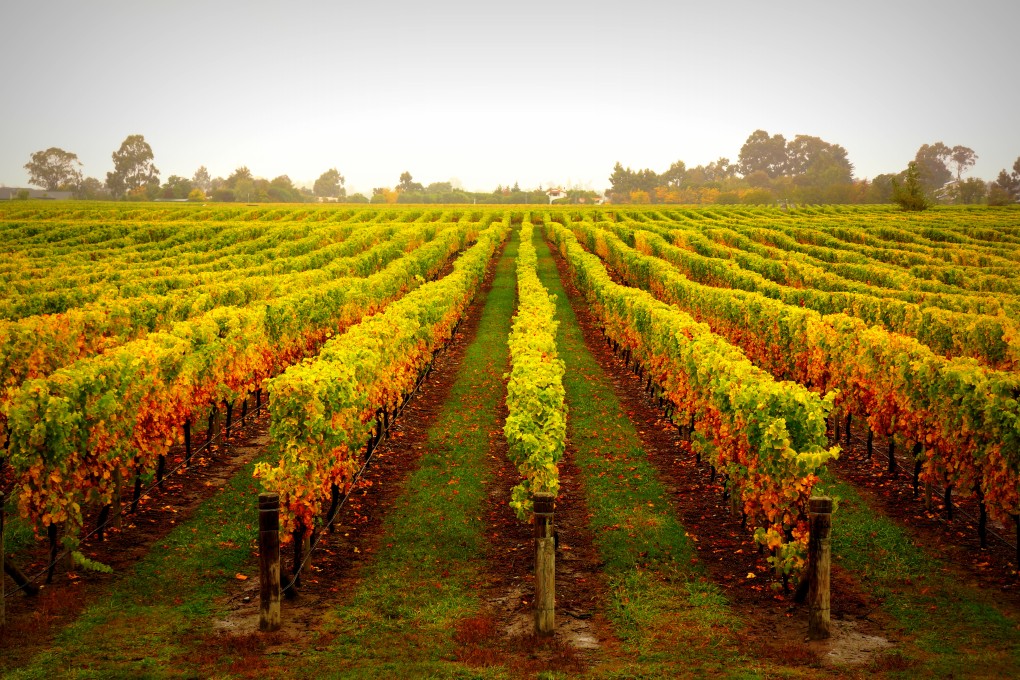 The Recognised Seasonal Employer (RSE) scheme, brings migrant workers into New Zealand from Pacific islands to do agricultural work. Photo: Getty Images