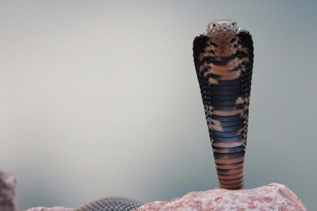 A Mozambique spitting cobra, one of the deadly snakes whose bites can be treated with FAV-Afrique antivenom. Photo: Ryanvanhuyssteen/Wikimedia Commons