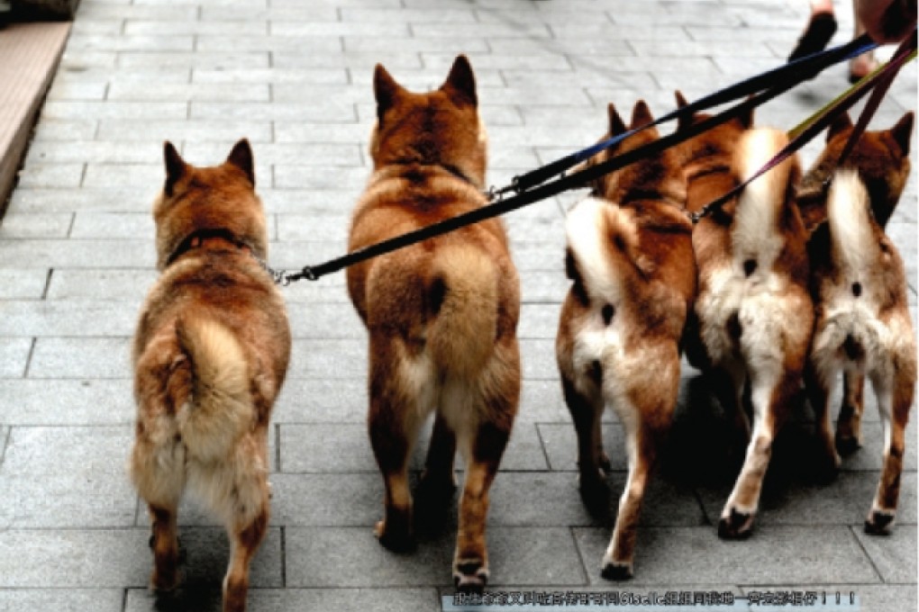 Shiba Group "We5" Owner Releases Photo Book