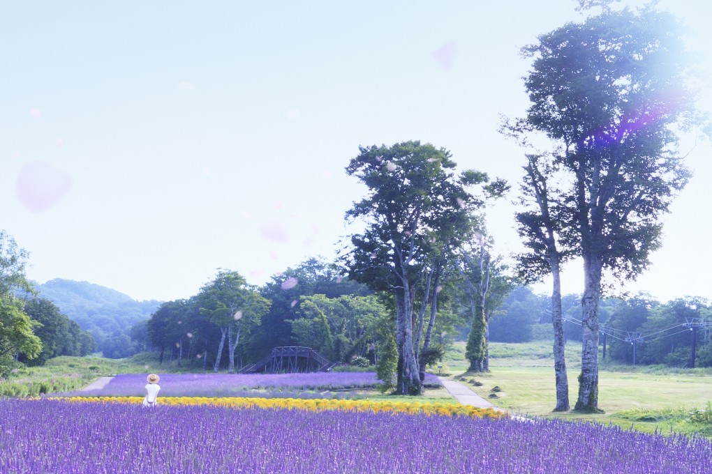 Drown in a sea of purple buds in Tambara Lavender Park.