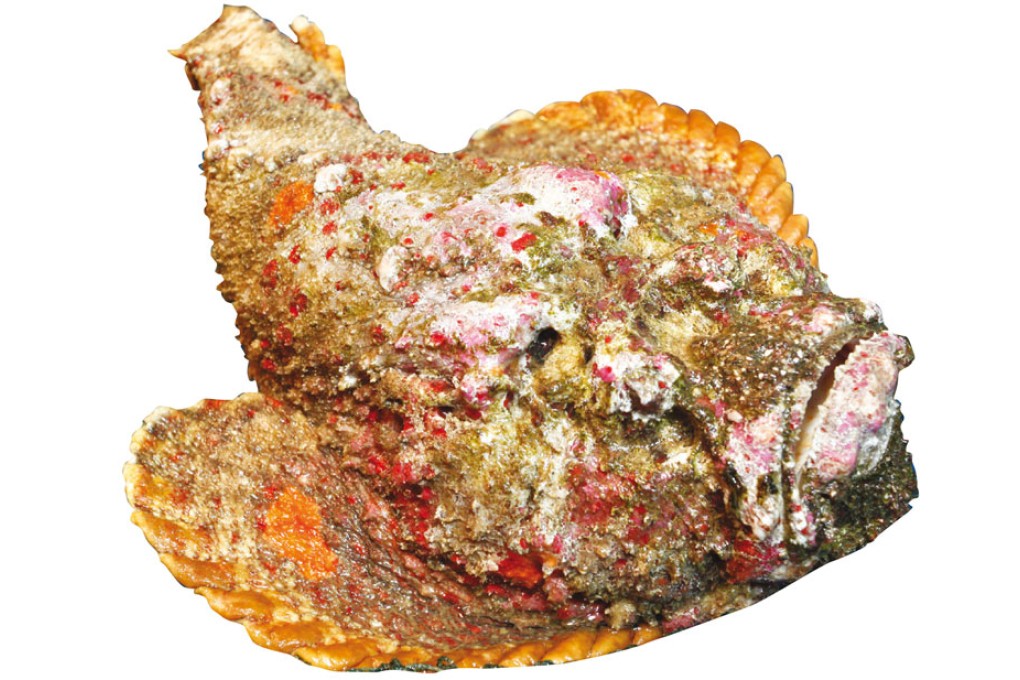 Stonefish