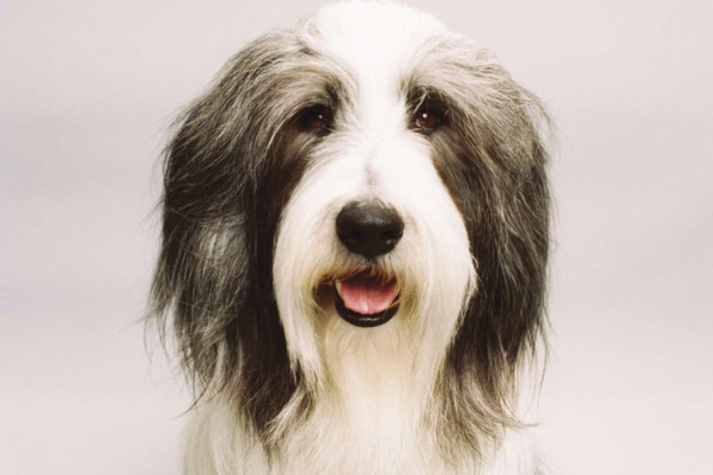 Alternative Movie Reviews of The Shaggy Dog