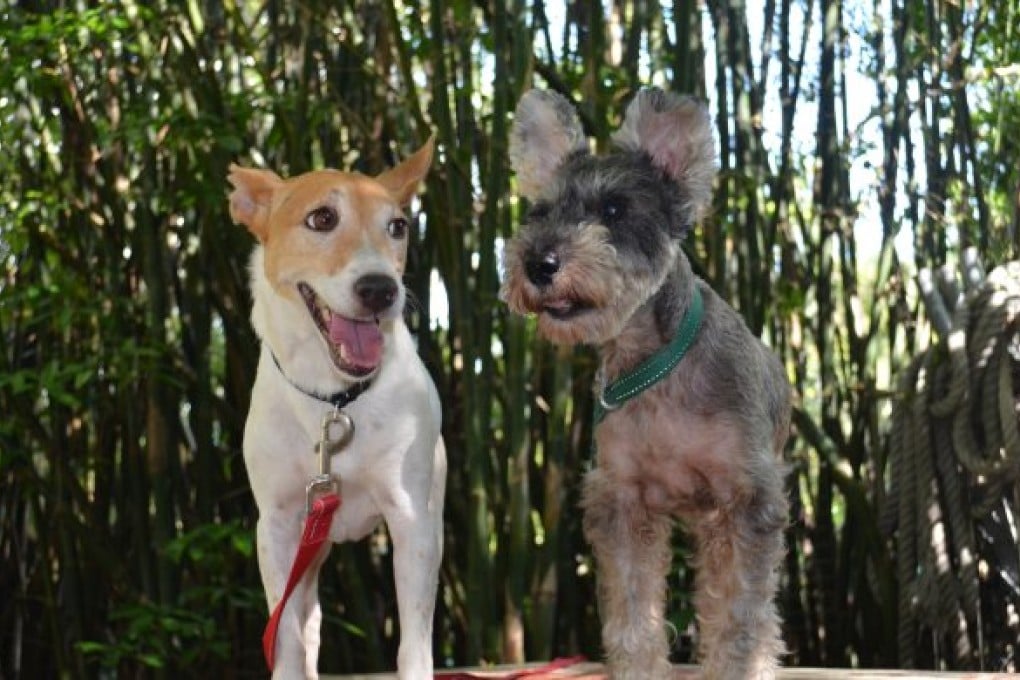 Dog Days are Rover: Your Guide to Adopting a Dog