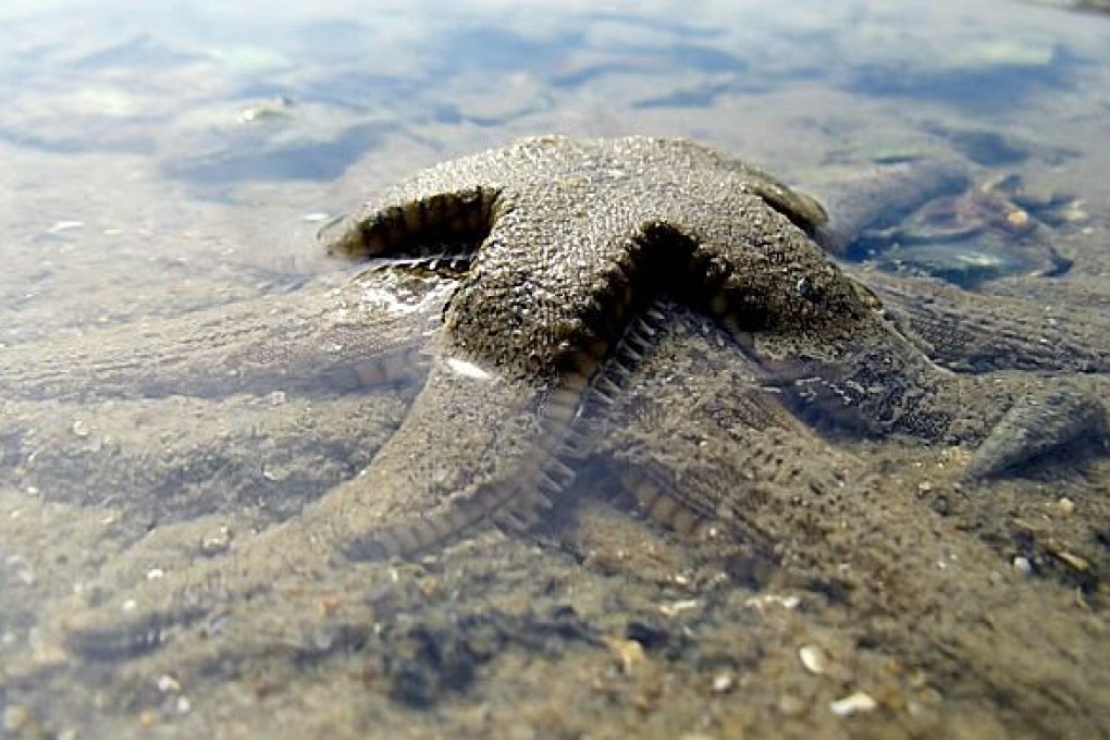 Two starfish make sweet love in Tolo Harbor