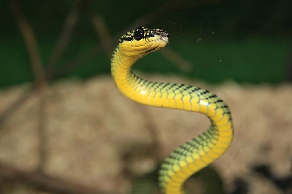 A Spotter’s Guide to Hong Kong’s Five Most Common Snakes