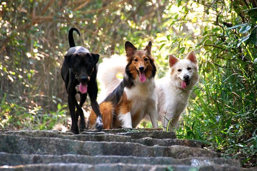 Don't leave 'em home alone!