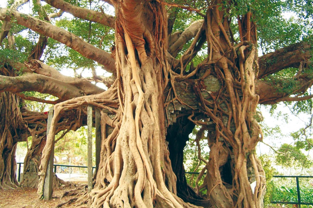 Tree Hugging